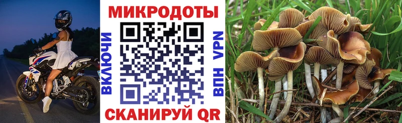Псилоцибиновые грибы Psilocybine cubensis закладка Обоянь